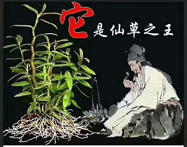 男性吃铁皮石斛的功效与作用